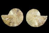 Cut & Polished Agatized Ammonite Fossil- Jurassic #131720-1